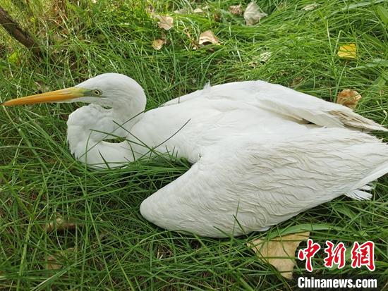 受傷虛弱的黃嘴白鷺?！⊥蹰_鵬 攝