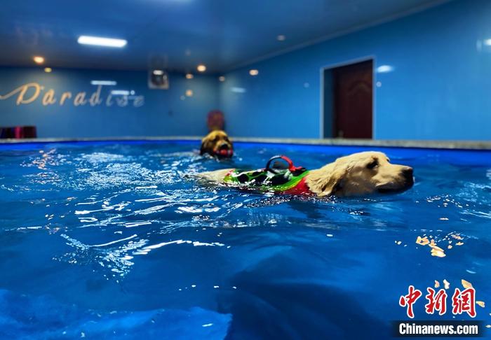 圖為寄養(yǎng)犬在寵物莊園的游泳池游泳。 張瑋 攝