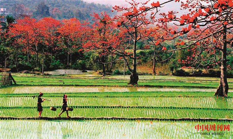 田園春色木棉花開.jpg